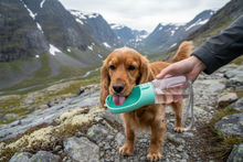 Spaniel drikker fra drikkeflaske på fjelltur